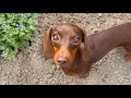 Garden tour with Mini Dachshunds.