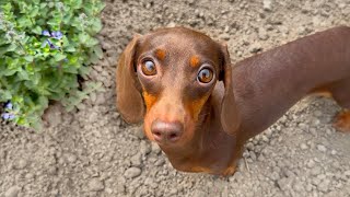 Garden tour with Mini Dachshunds.