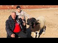 جمجام 🐏 بطل صفاقس 🏆دار لشهب 🇹🇳