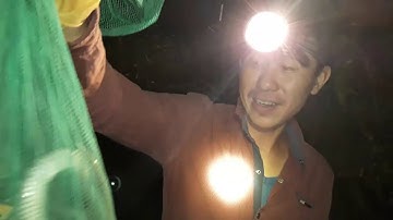 Chảy hết nước miếng với món RẮN NƯỚNG MỌI | Grilled snake is delicious | Bông lúa Miền Tây