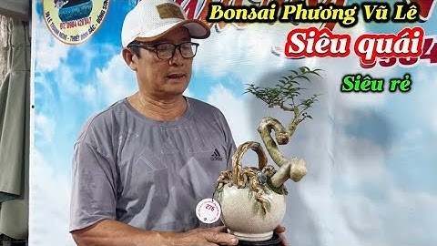 Bonsai cao cấp- bán giá thấp-Hải châu, sam, duối quái 