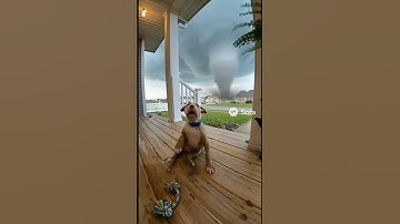 Pibble vs Tornado (caught on Ring camera) #shorts