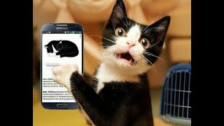 😺 Who is that cat on your phone? 😸 Funny cats and kittens for a great mood! 💖