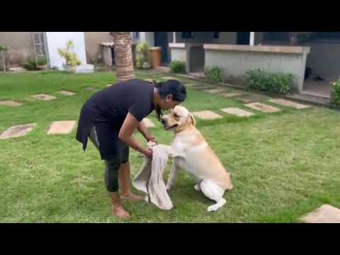 A Day in Dog's Life : Dog Hygiene at home||Dog care