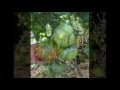 Выращивание помидоров по два корня в лунке