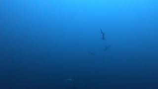 Hammerhead Sharks in the Saudi Arabian Red Sea.