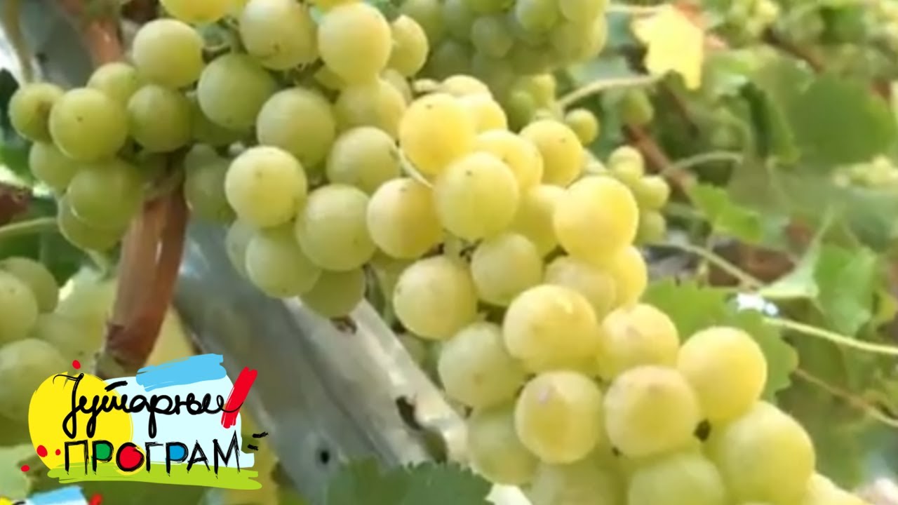 RTS JUTARNJI PROGRAM - Tamjanika- vinska kraljica Srbije