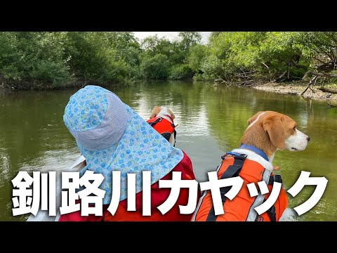 2021/07/30 釧路川下り犬連れカヤック / Down the Kushiro River with a beagle dog
