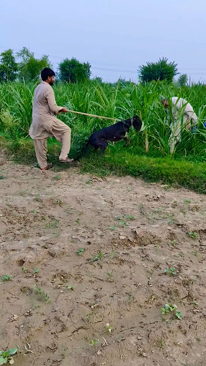 please sport kia karo yar🐇🥰🥺#shorts #shortvideo #hunter #chaqif #tarar