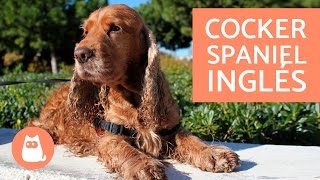 Cocker spaniel inglés  Características, carácter y entrenamiento del COCKER