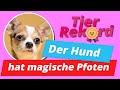 Chihuahua Junicorn hat mit 28 Dosen einen neuen TierRekord im Dosen vom Tisch schubsen aufgestellt.