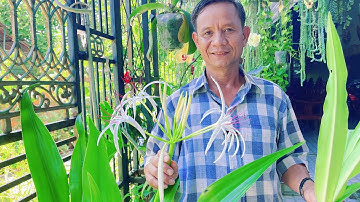 Cách Phân Biệt Cây Đại Tướng Quân Với Cây Trinh Nữ Hoàng Cung