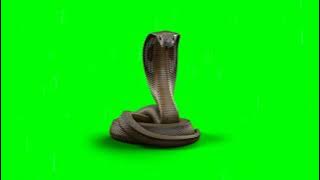 Mentahan - Green screen ular cobra!!!!