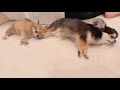 先住犬の足で充電する子犬が可愛すぎた…🥹
