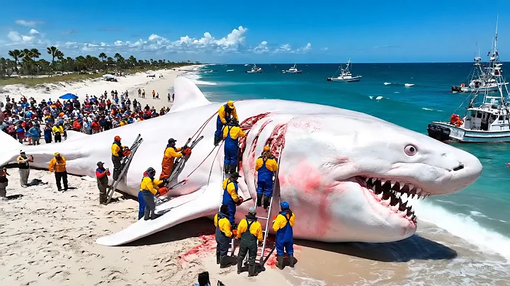 Catching a 1,000KG Great White Shark | Deep-Ocean Commercial Longline Documentary