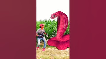 Anaconda snake in real life P77#shorts #short #snake #nagin #python #anaconda  #snakes #bigsnakeu