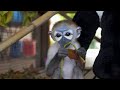 Baby douc langur monkey rescued from the illegal wildlife trade