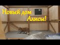 Алиса лиса. У Алисы новый дом!