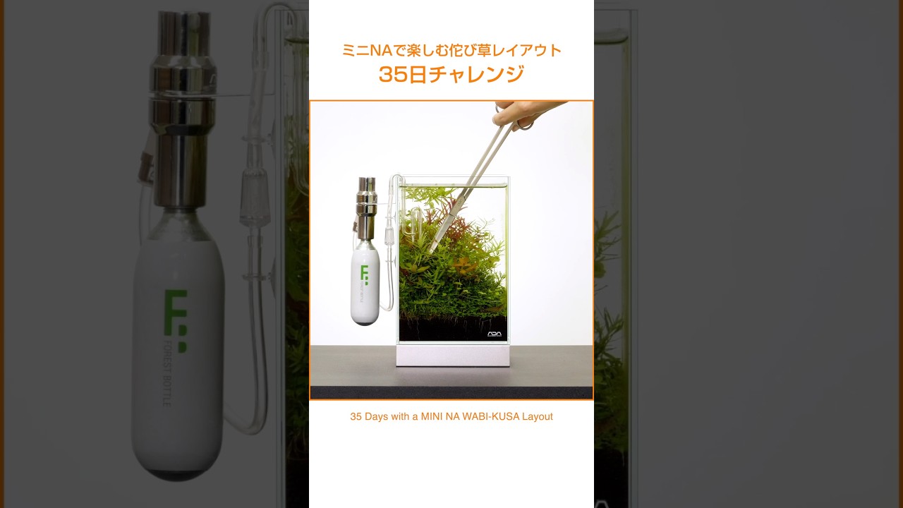 3つのスタイルで楽しむ佗び草