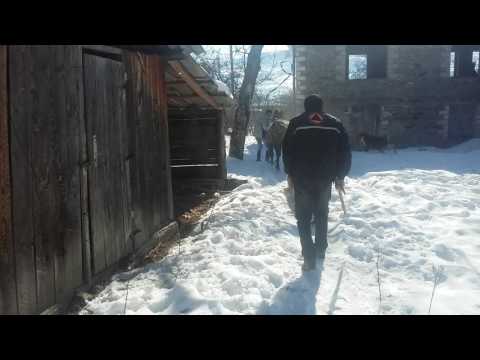 გადარეული ულაყი სმადაში