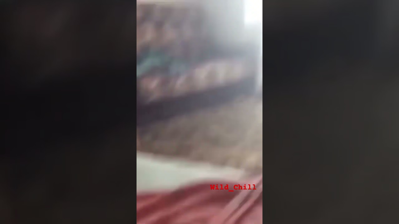 Best attack aggressive cate🥵😰😳 