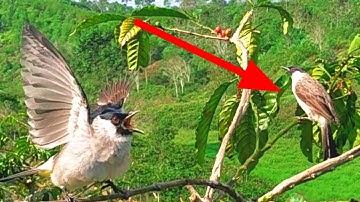 luar biasa !! pikat BURUNG KUTILANG GACOR buka sayap beruntun | langsung 2 poin