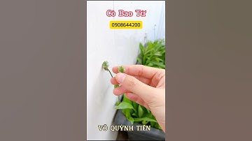 Cách sử dụng Cỏ bao tử - Linh chi thảo