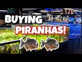 How to setup a marvelous piranha aquarium