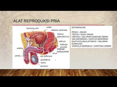 Video: Diagram Organ Internal Reproduksi Pria - Peta Tubuh