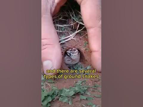 Ground snakes are not venomous? - YouTube