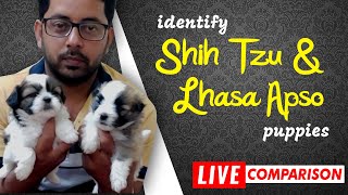 Difference between Shih Tzu and Lhasa Terrier/Apso puppy - Breed Differences & Similarities