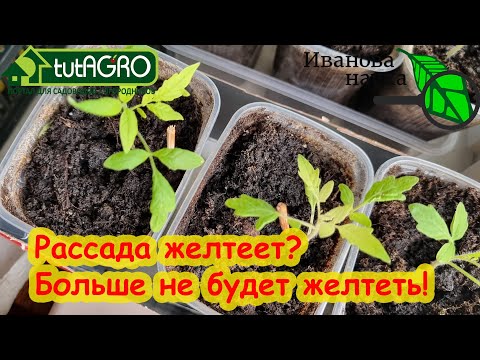 РАССАДА ЖЕЛТЕЕТ, ОСТАНОВИЛАСЬ В РОСТЕ и НЕ ХОЧЕТ РАСТИ. Что делать, если листья желтеют.