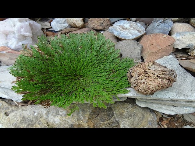 ROSE OF JERICHO  BACK TO LIFE IN 4 HOURS! 