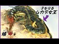 蟻戦争Ⅲ#218 「子ムカデ」を守る親ムカデに「アリの大群」が近づいたら・・・。 編~Queen Centipede and Ants~