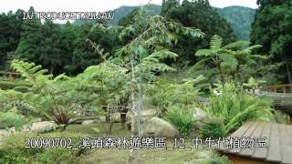 20090702_溪頭森林遊樂區_12_中生代植物區