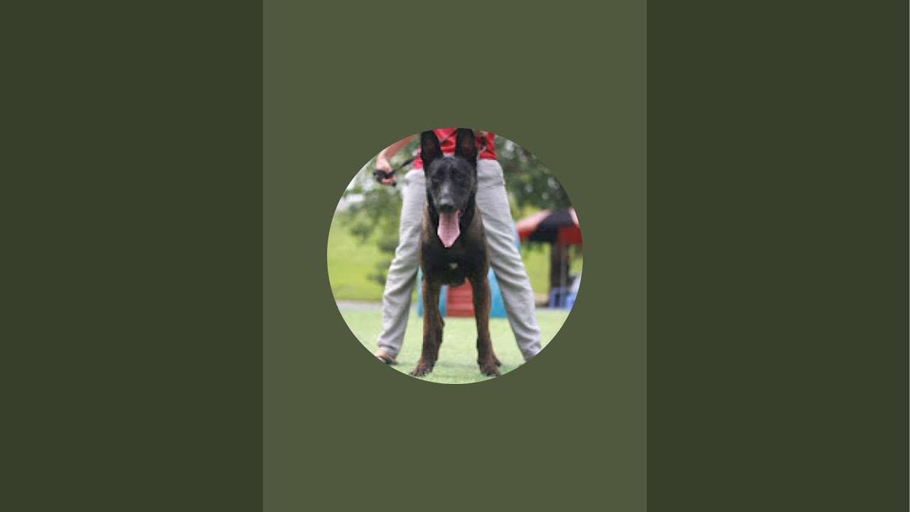 Cho Nghiep Vu Malinois đang phát trực tiếp!