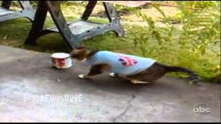 ☺ AFV Part 206 (BRAND NEW!)  America's Funniest Home Videos (Funny Clips Fail Montage Compilation)