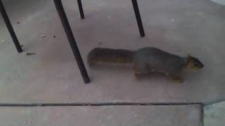Squirrel eats peanuts during Easter 2010