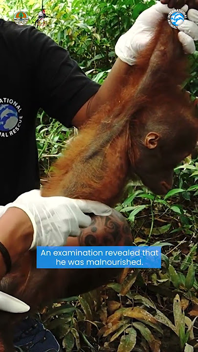 A Tiny Orangutan Is Rescued From A Village In Indonesia!