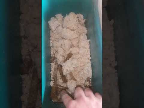 Чем кормлю кур,