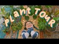plant tour ! ft. a semi-bad plant mom 🪴✨