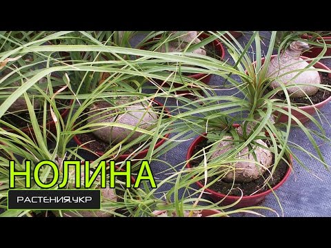 Видео: Нолина, отглеждане и грижа за растението