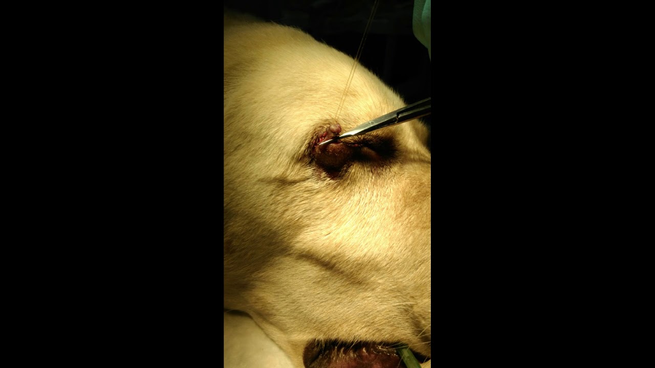Удаление новообразования на мейбомиевой железе века у собаки