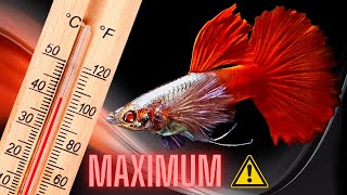 Guppy Fish Care – What is Guppy Fish Maximum Water Temperature All About ?