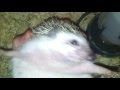 Hedgehog in close up