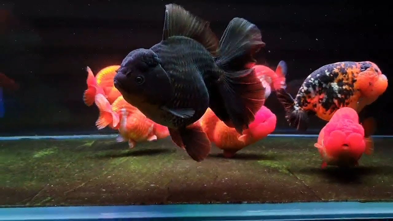Beautiful Goldfish Aquarium YouTube