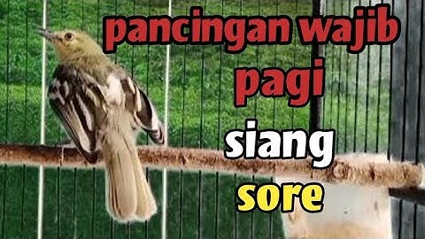 suara khas sirpu/cipow gacor Dorr.. sangat ampuh untuk menaikkan Emosi Gacor sirtu paling sukses