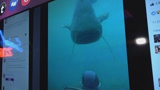 Verify Catfish Big Enough To Swallow A Human?