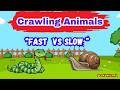 Fast vs Slow Crawling Animals | Fun Animal Quiz for Kids