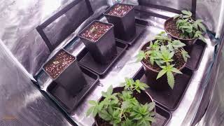 Timelapse From Seed to End of Veg in Living Soil